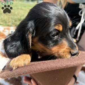Junior, Dachshund Puppy